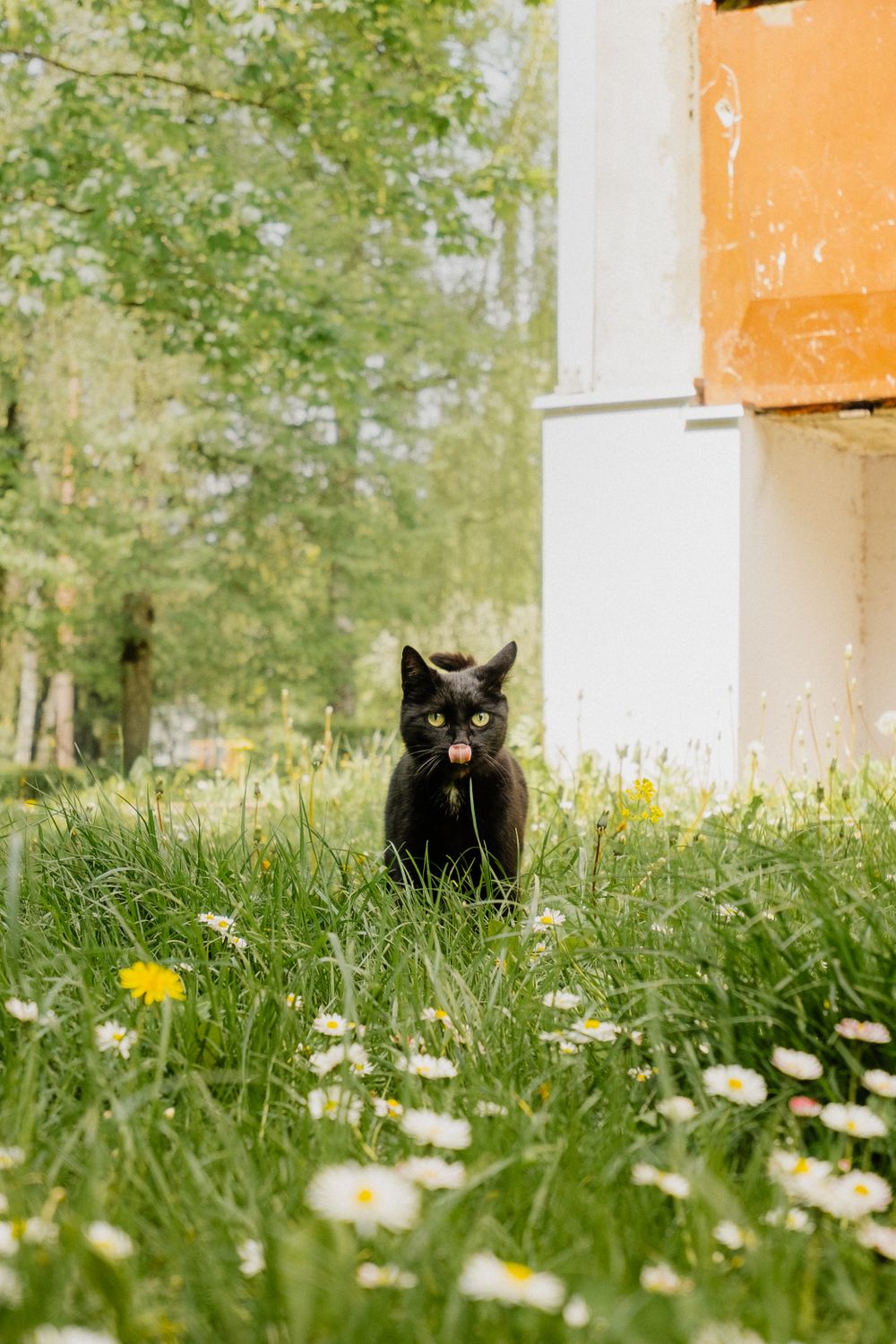 Cats In Springtime Black Cat in Springtime Meadow ยท Free Stock Photo