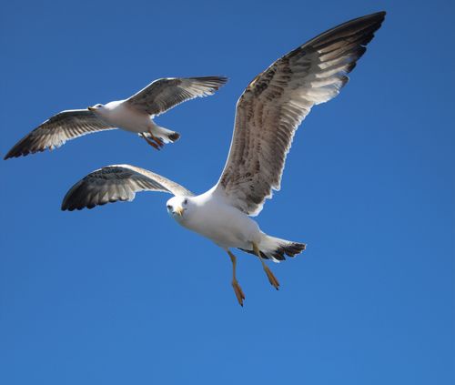 Free Pair of seagulls gracefully flying against a bright blue sky. Stock Photo