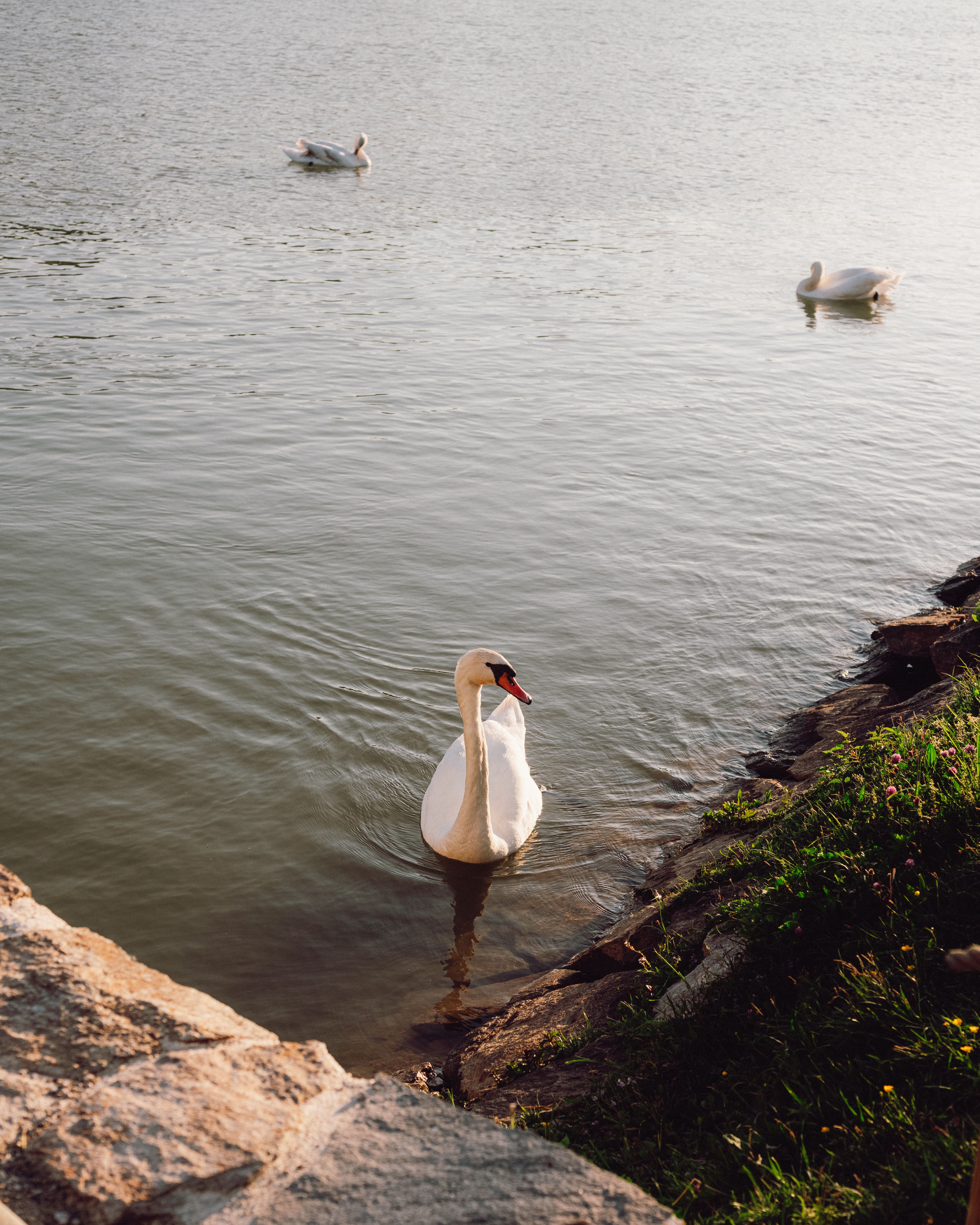 Elegant Swans Gliding in Serene Lake at Sunset · Free Stock Photo