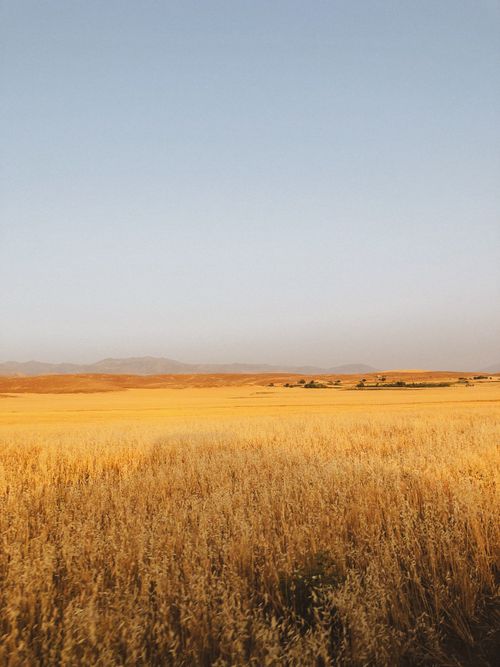 Free A vast golden wheat field stretching under a clear blue sky, evoking a sense of tranquility. Stock Photo