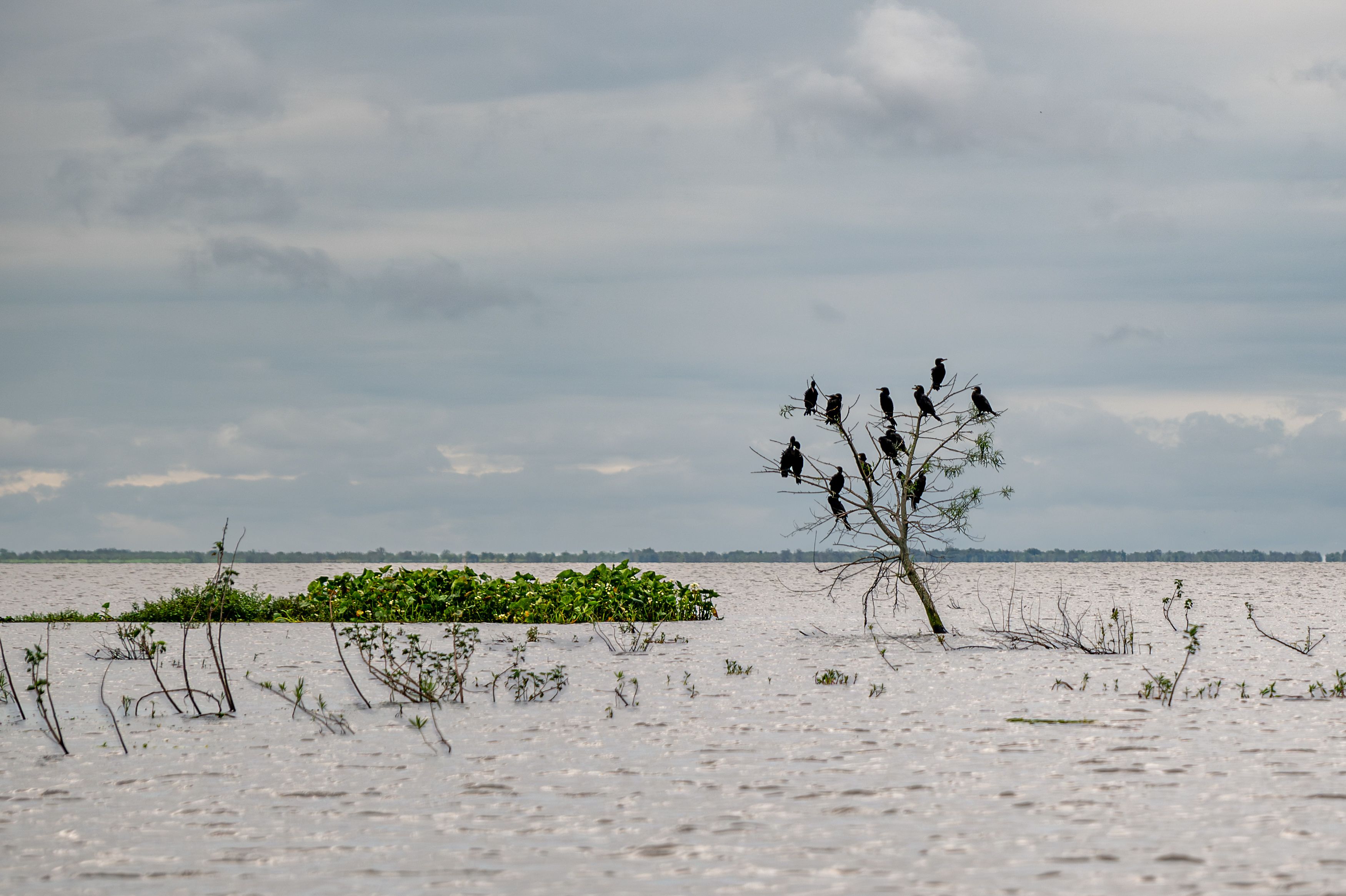 A group of cormorants resting on a tree amidst the water in Corrientes, Argentina.