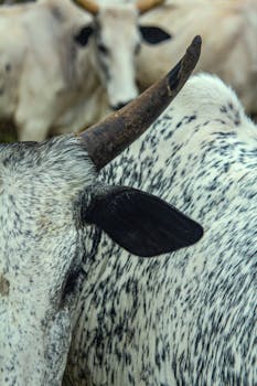 Damoh Police investigating a reported cow killing incident in Madhya Pradesh. Authorities are conducting an inquiry.