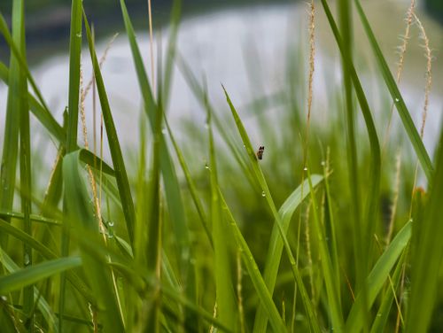 Free Macro shot of dew-covered lush green grass blades with a small insect visible for a natural, fresh ambiance. Stock Photo