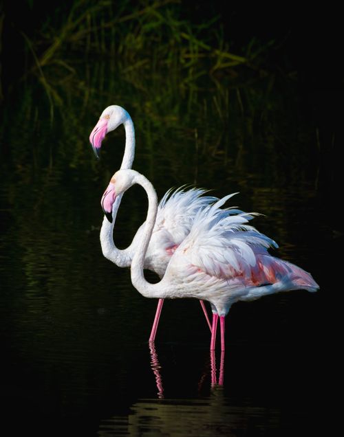 Free Two flamingos wading gracefully in calm water, showcasing vibrant pink and white plumage. Stock Photo