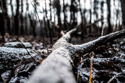 Ilmainen kuvapankkikuva tunnisteilla lumi, metsä, talvi