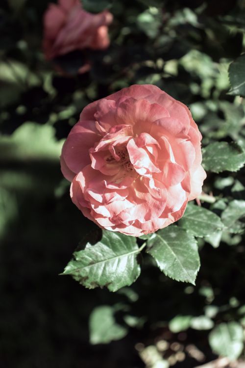 Free A beautiful red rose in full bloom surrounded by lush green leaves under sunlight outdoors. Stock Photo