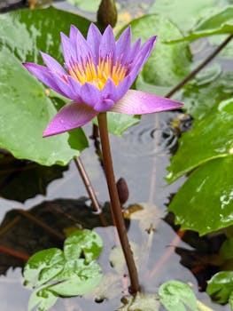 A beautiful purple water lily with dew on its petals, nestled among green lily pads in a serene pond.