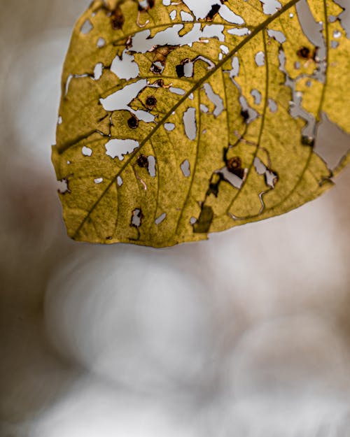 Fotobanka s bezplatnými fotkami na tému deň, denné svetlo, exteriéry