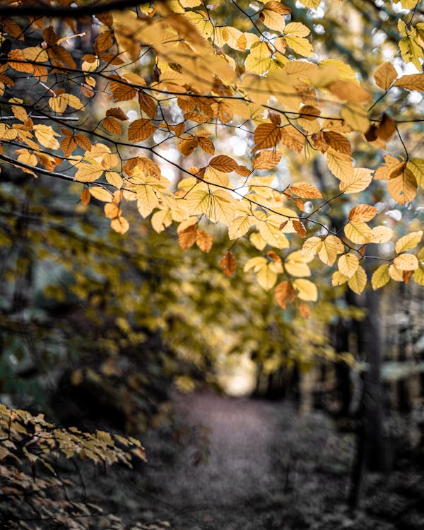 Free Yellow Leaves on Tree Branch Stock Photo