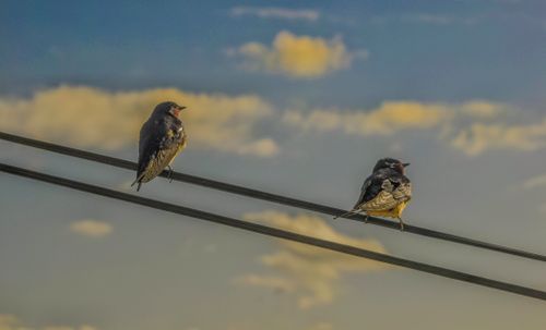 Free Birds Stock Photo