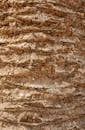 Textured Palm Tree Bark in Menorca