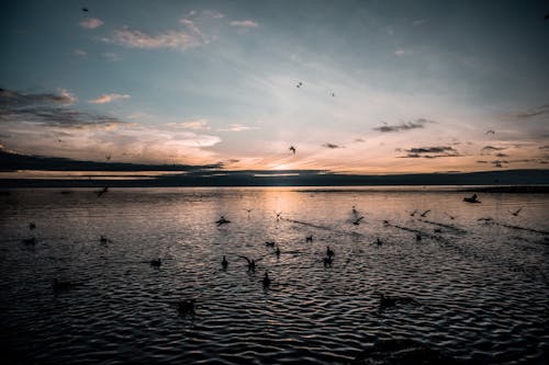 Gratis Siluet Burung Di Atas Air Saat Matahari Terbenam Foto Stok