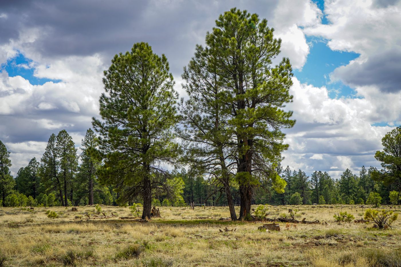 Tall ponderosa pines in an open meadow near Flagstaff under a cloudy sky