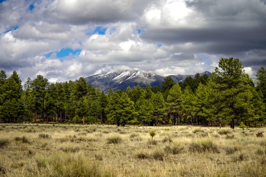 ponderosa pine forest