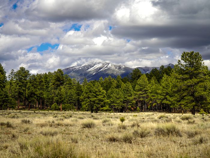 Beautiful landscape of the San Francisco Peaks with pine forests in Flagstaff, Arizona.