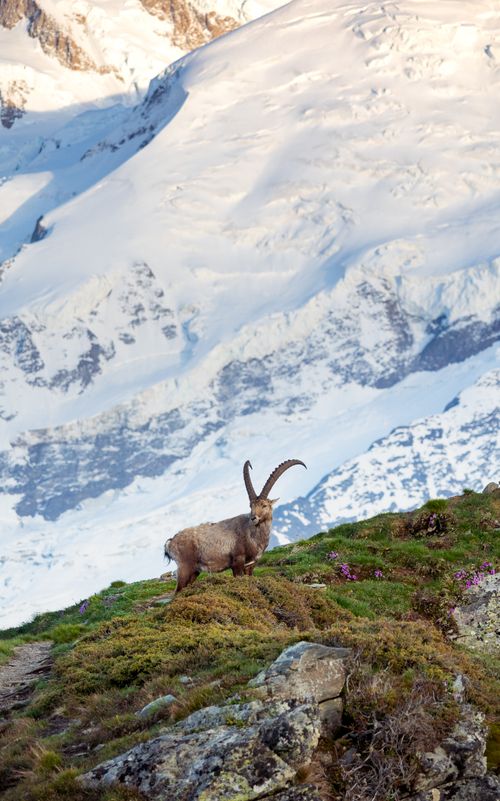 Free A wild Alpine Ibex stands amidst lush meadows and snowy peaks of Chamonix, France, exemplifying nature's beauty. Stock Photo