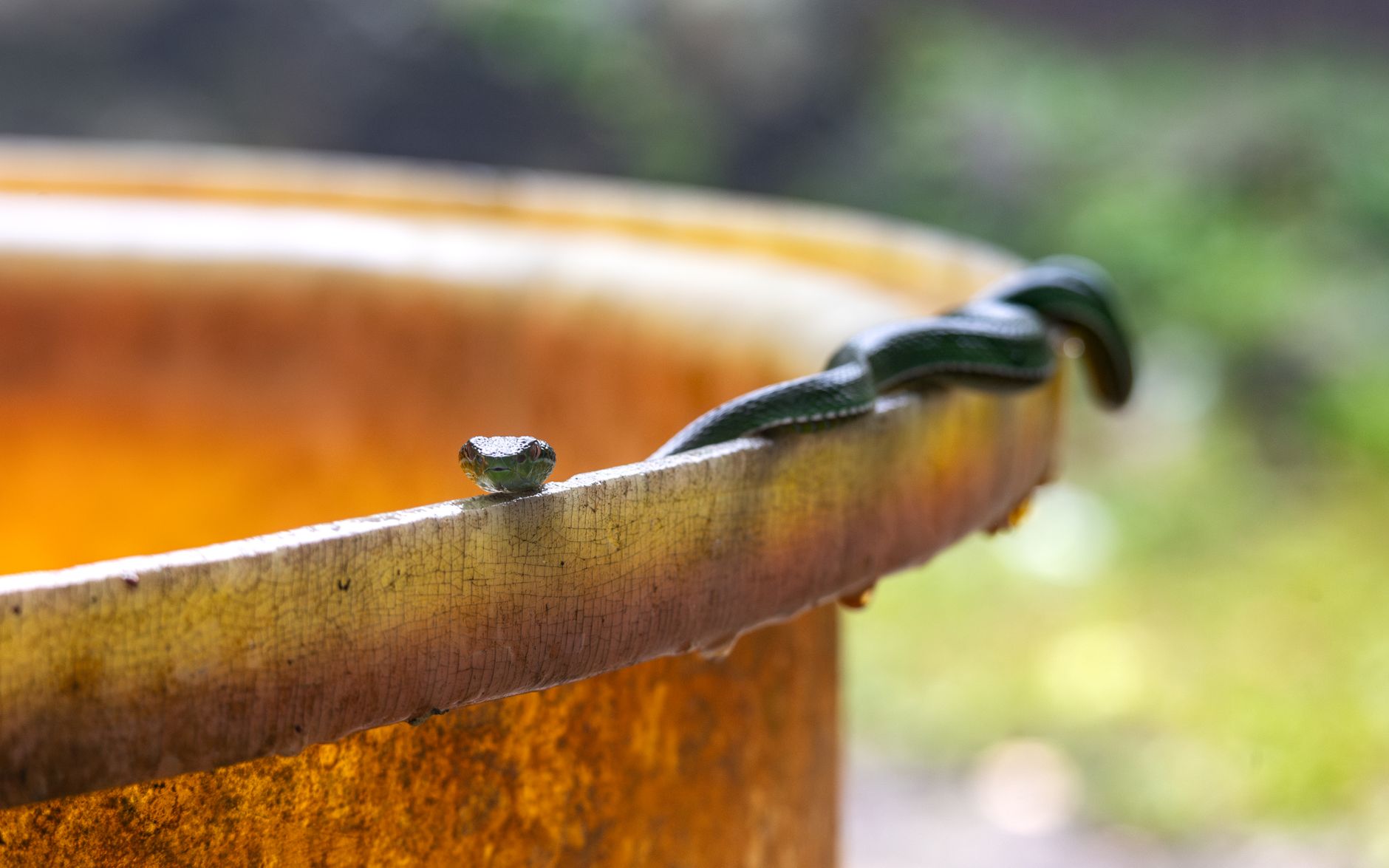 A Trimeresurus Medoensis snake gracefully positioned on a circular tank edge outdoors.