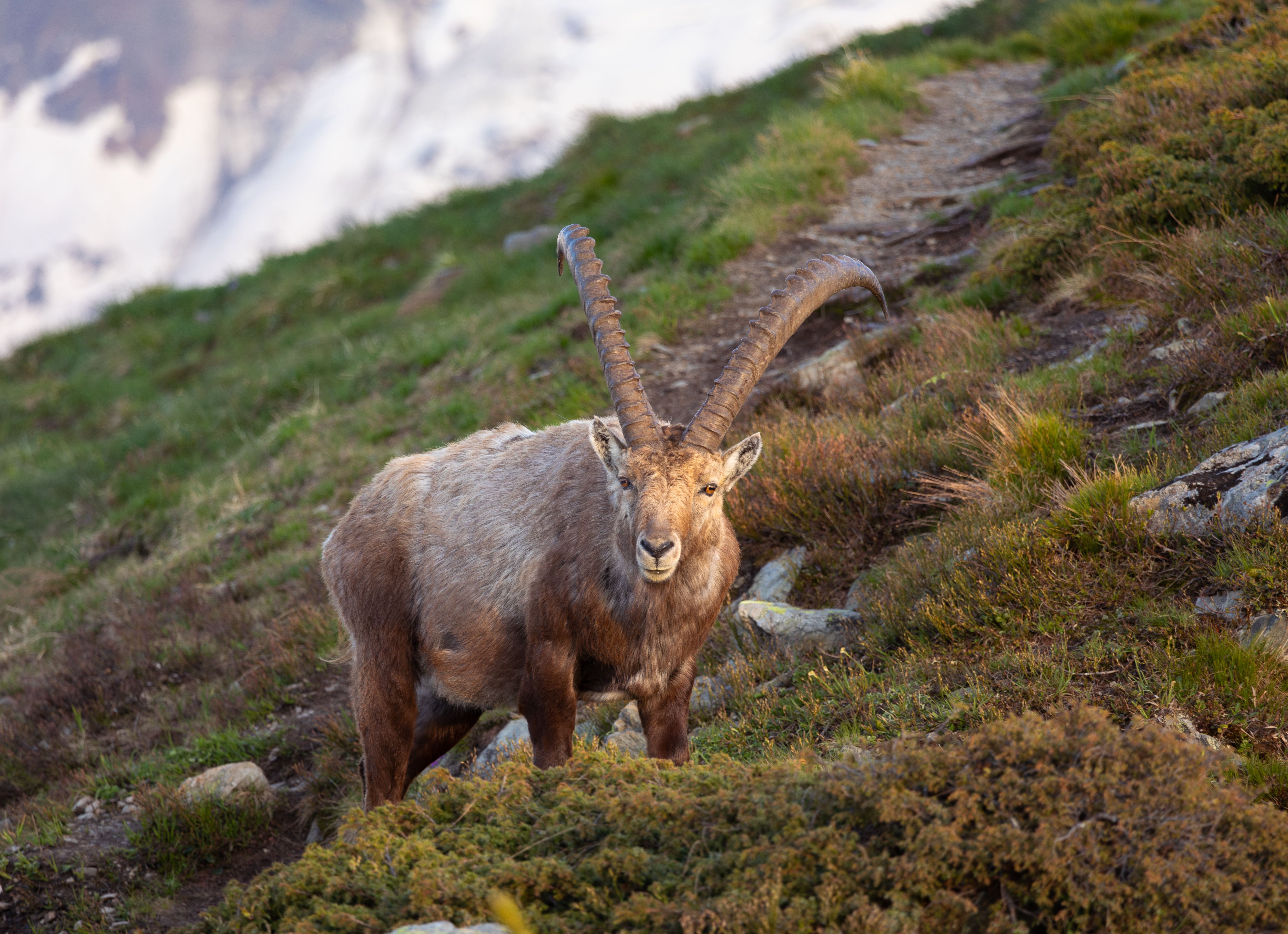 Gestion de la biodiversité en montagne