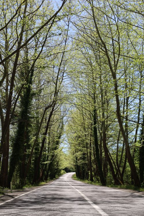 Free A peaceful road enveloped by lush green trees under a clear spring sky. Stock Photo