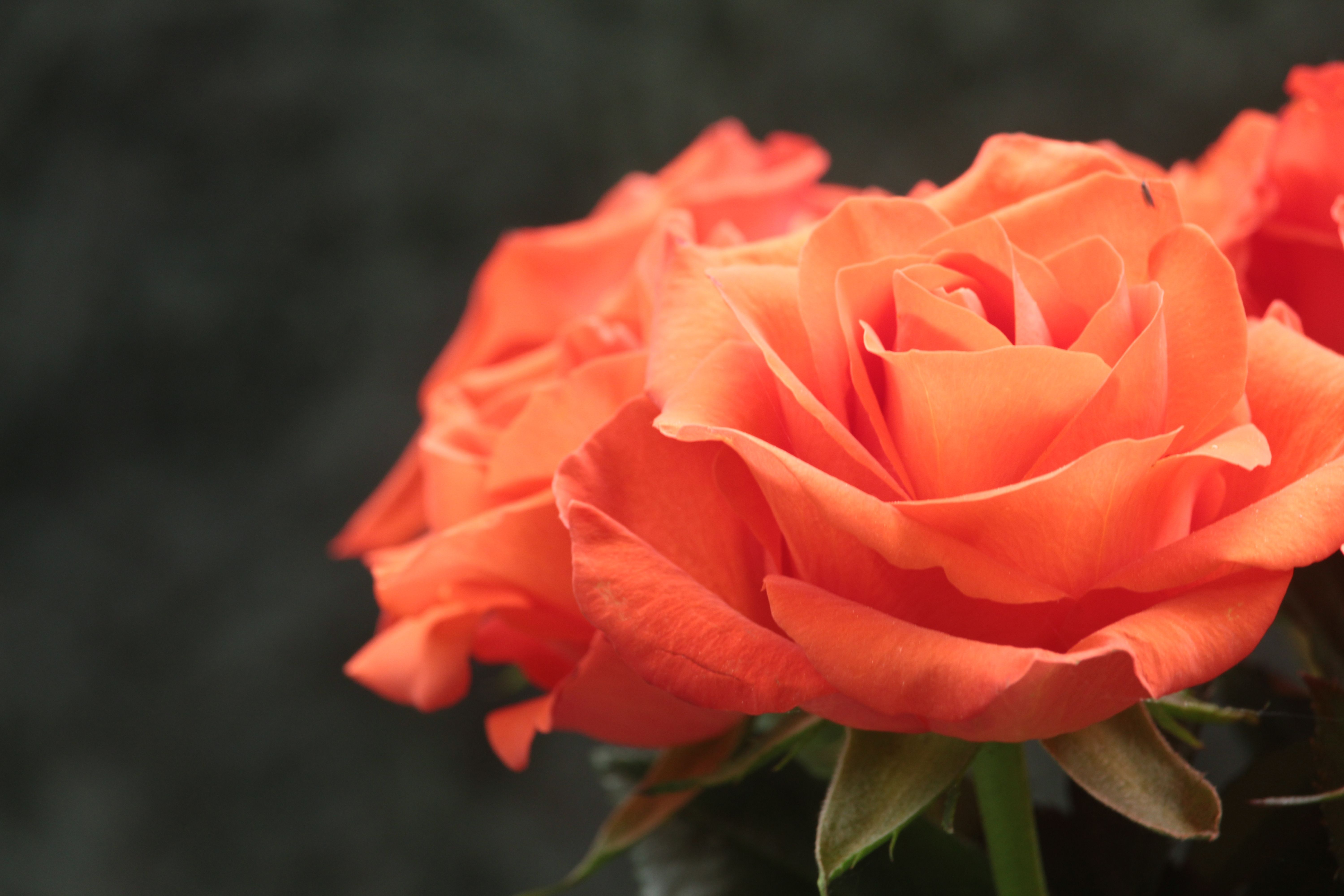Vibrant Orange Rose Flower in Bloom Close-up · Free Stock Photo