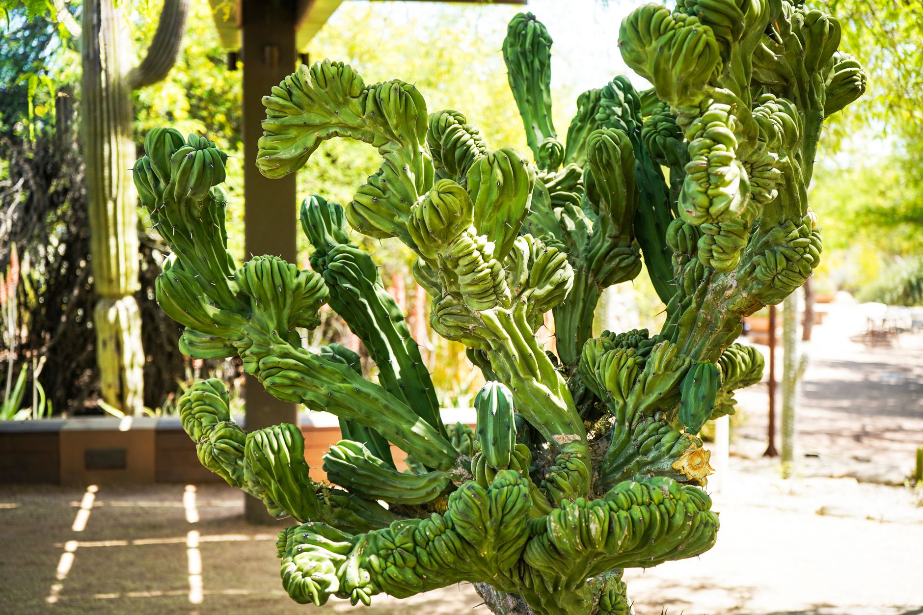 Desert Botanical Garden