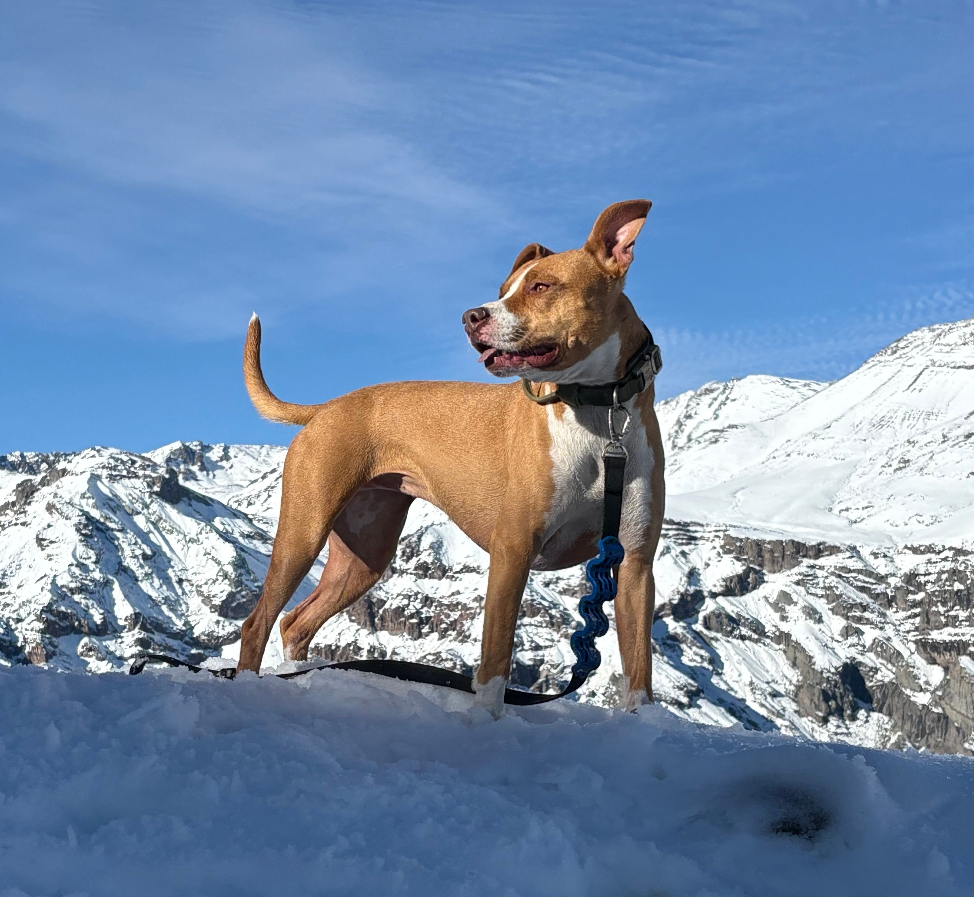 Dog Breed Photos, Download The BEST Free Dog Breed Stock Photos & HD Images