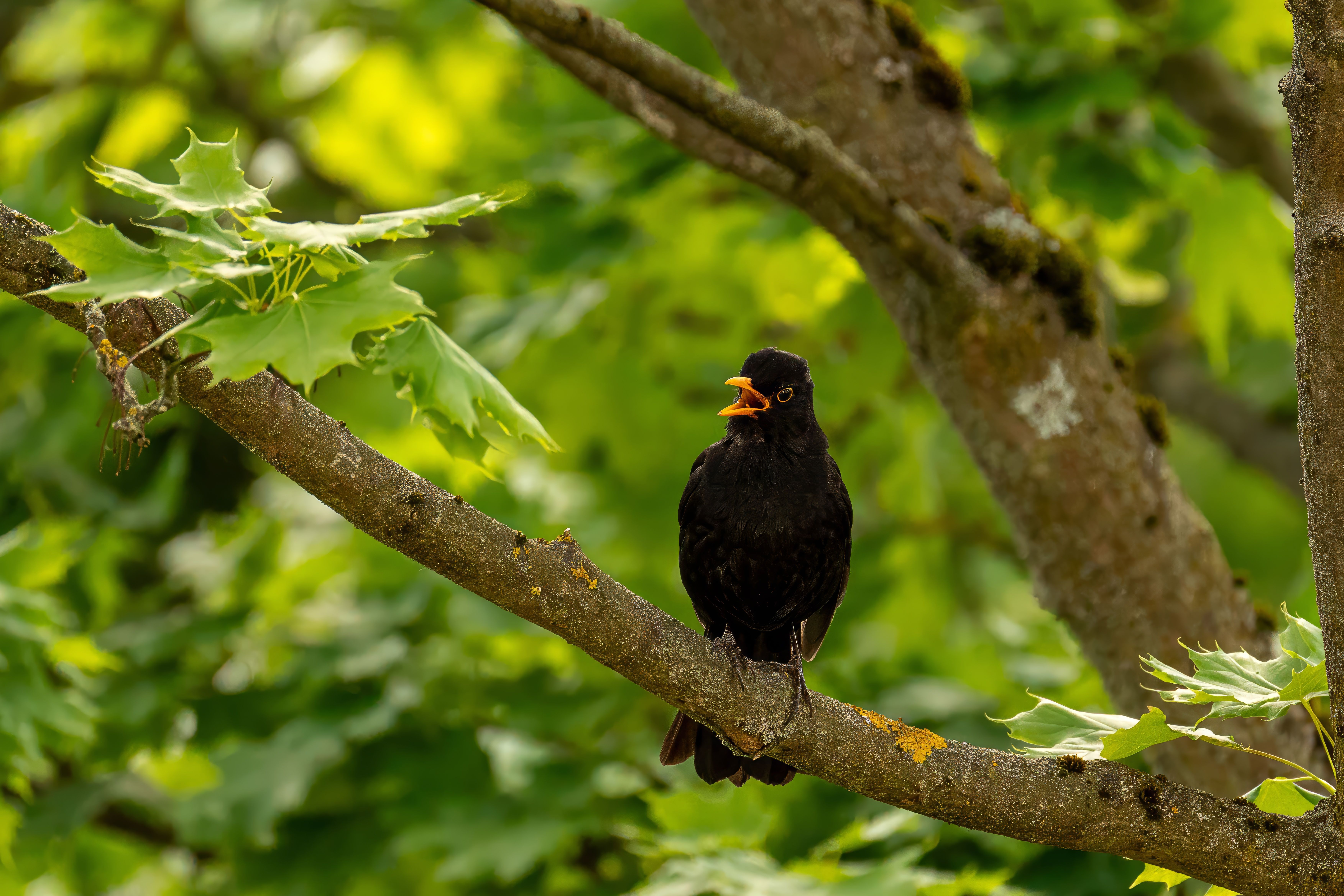 Why Do Birds Sing in Spring? Discover the Fascinating Reasons?