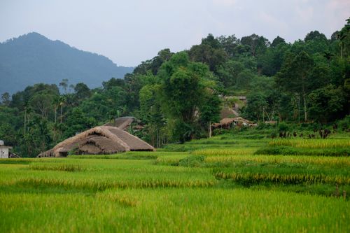 Free Lush green rice fields with traditional thatched huts set in Hà Giang, Vietnam under a serene sky. Stock Photo