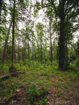 Explore verdant foliage in Harbison State Forest during a serene spring day.