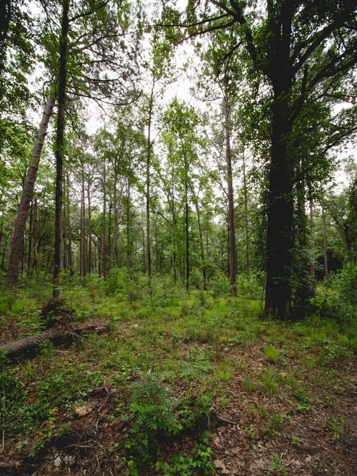 Free Explore verdant foliage in Harbison State Forest during a serene spring day. Stock Photo