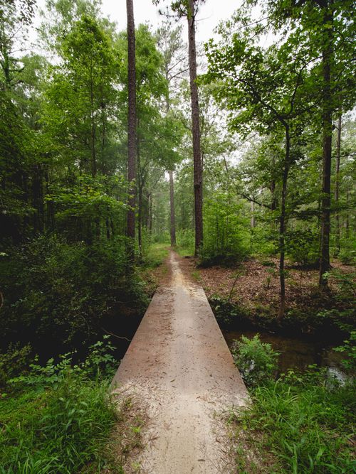 Free Tranquil forest scene with a small bridge crossing a creek in Harbison State Forest, South Carolina. Stock Photo