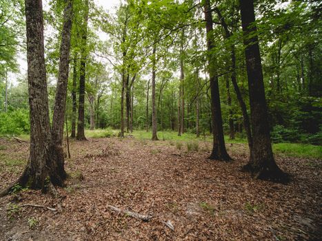 Explore the serene forest landscape in Columbia, South Carolina with vibrant green foliage and fallen leaves.