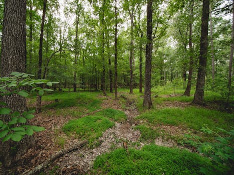 Explore the lush green forest path in Harbison State Park, Columbia, South Carolina.