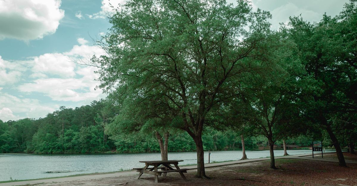 Serene spring scene with a solitary picnic table under a tree by a lake in Columbia, SC.