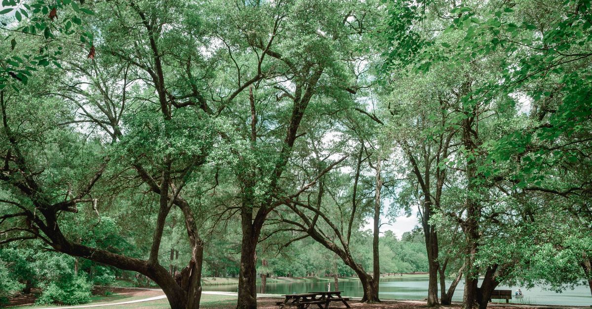 Tranquil lake view with lush trees and a picnic table in Columbia, South Carolina.