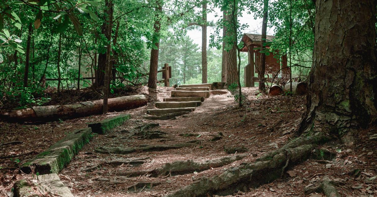Explore a tranquil forest pathway with rustic steps leading through lush greenery in Columbia, South Carolina.