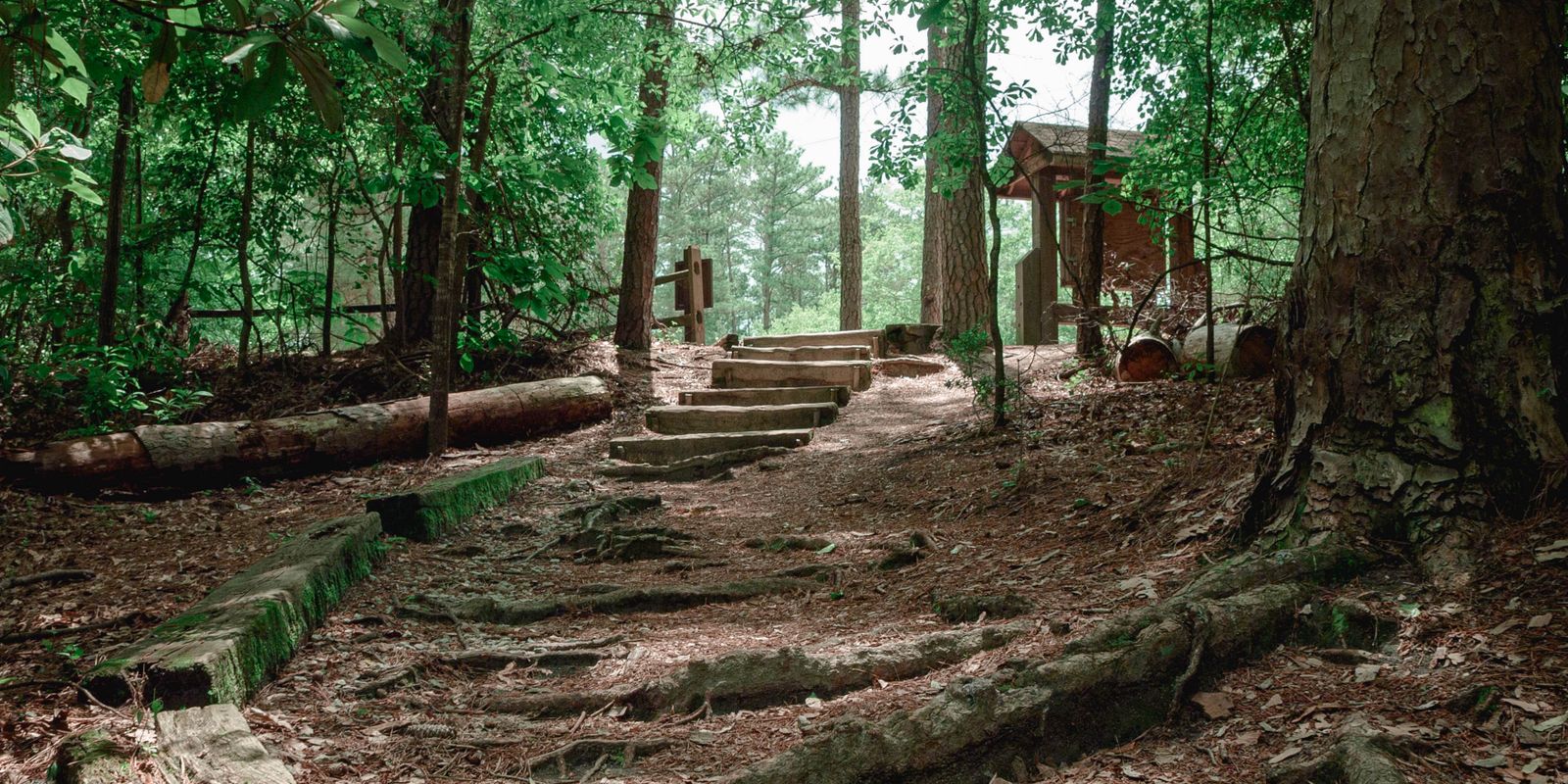 A tranquil forest pathway with rustic steps leading through lush greenery