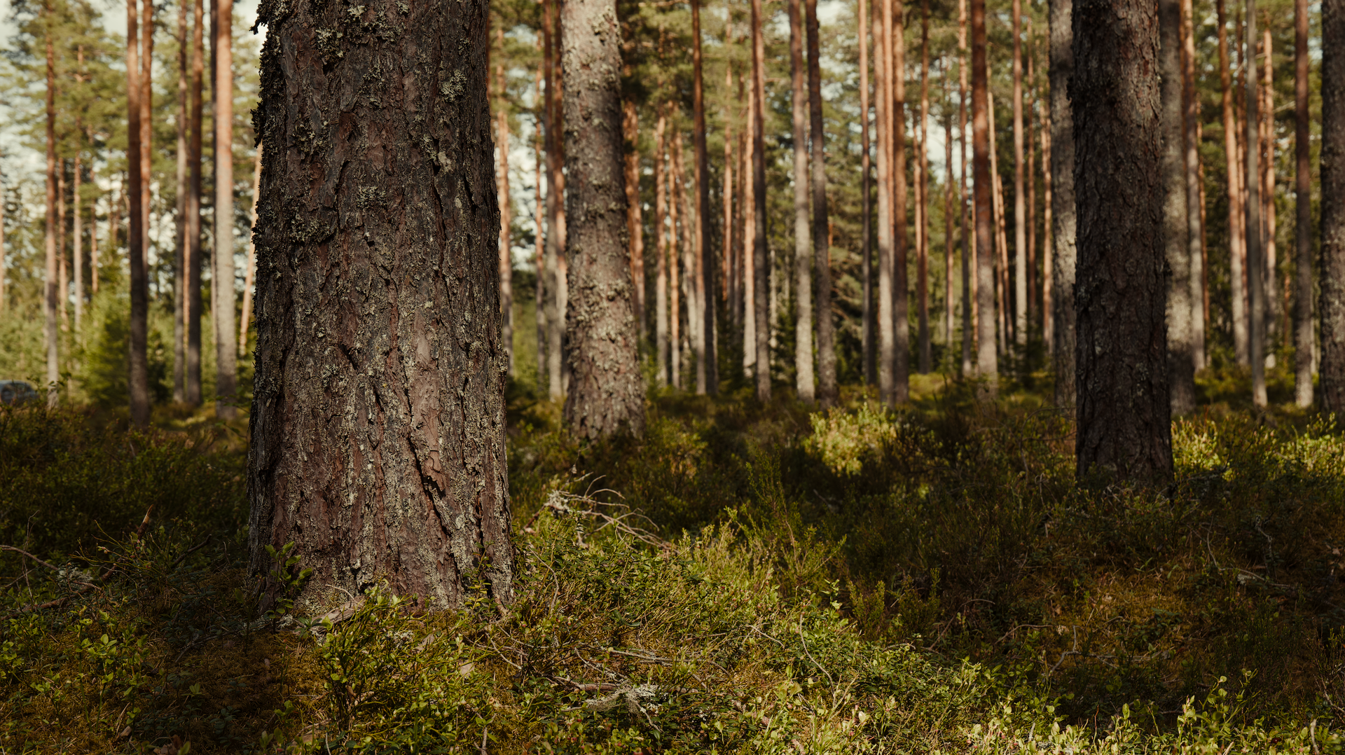 Idyllic view of a sunlit pine forest with lush undergrowth and tree trunks.