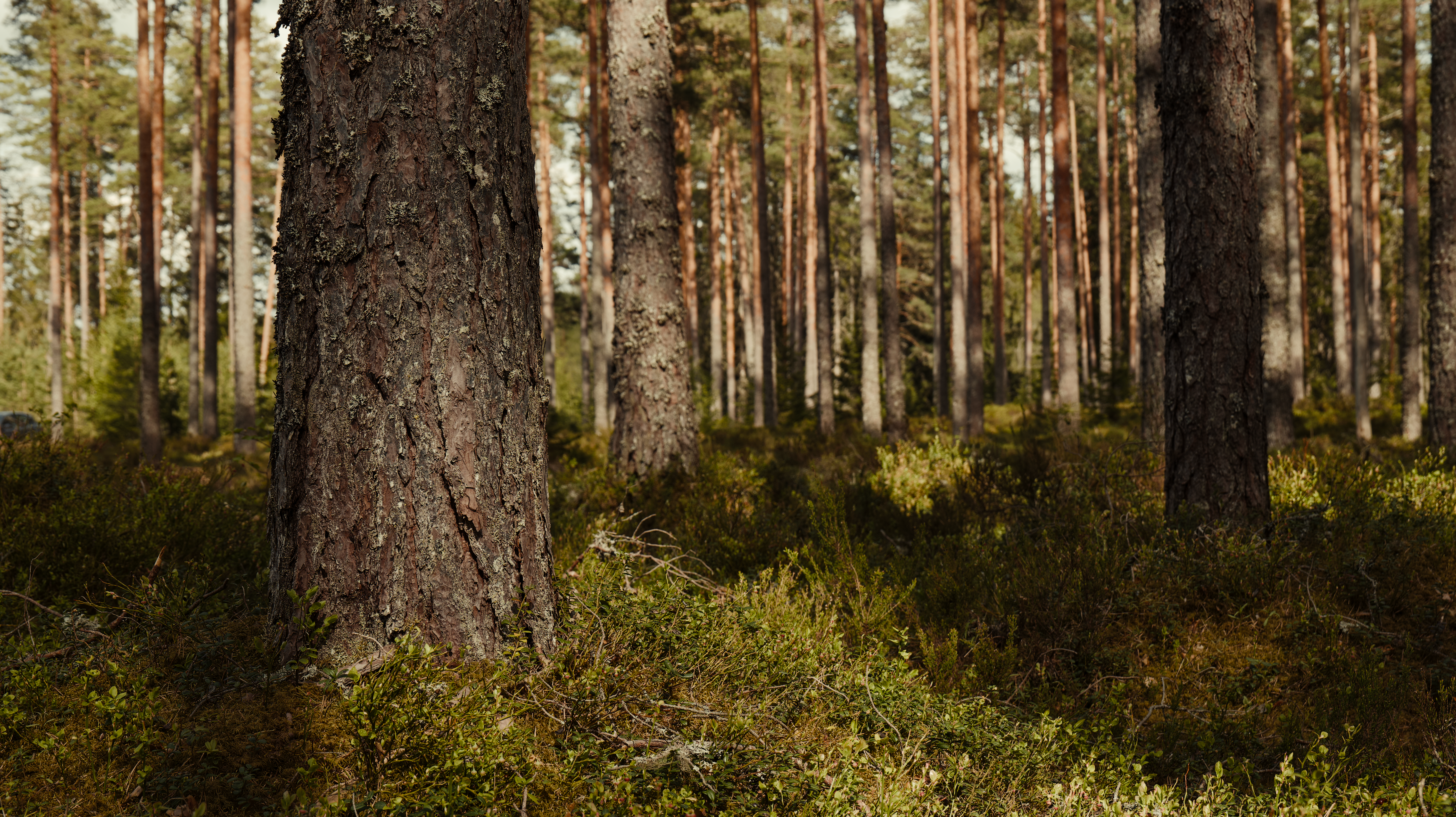 Serene Pine Forest Landscape with Sunlight · Free Stock Photo