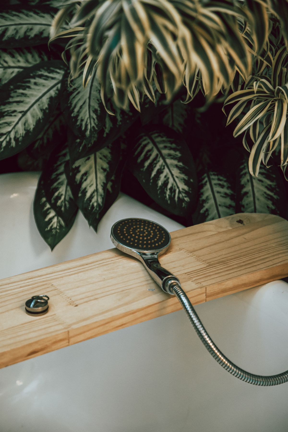 Aesthetic indoor bath setup featuring a wooden plank, showerhead, and lush greenery. Stock Photo.
