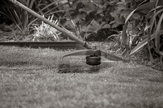 Close-up of a grass trimmer cutting the lawn with foliage background.