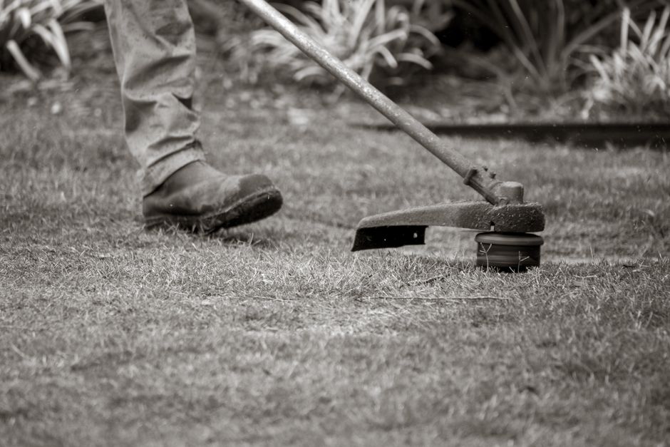 A worker uses a string trimmer to maintain a lawn, focusing on the grass edges outdoors.