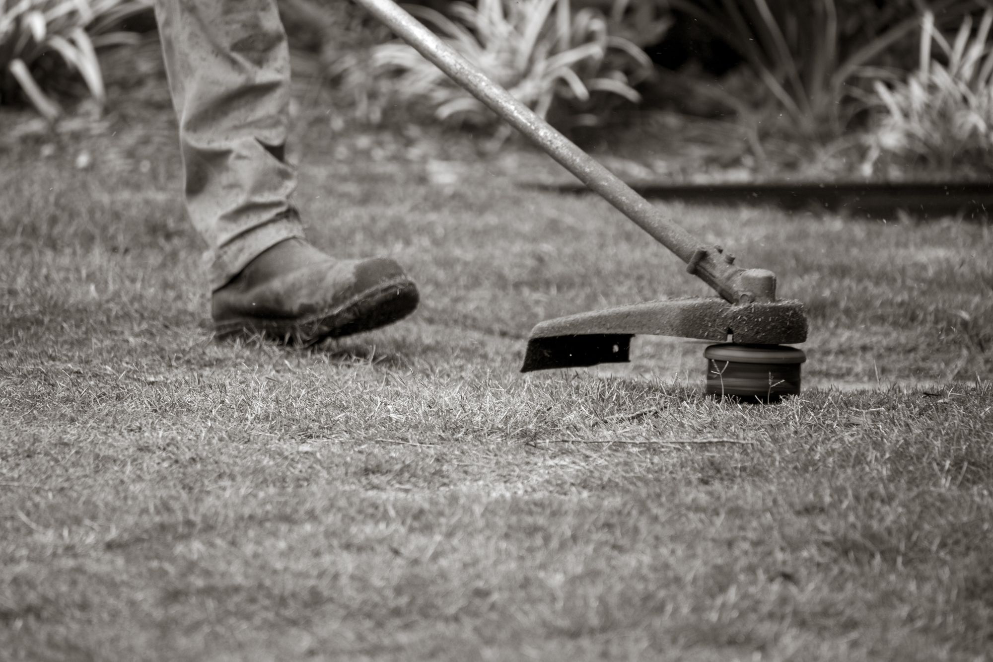 Landscaper trimming a clean edge along a lawn with a commercial string trimmer