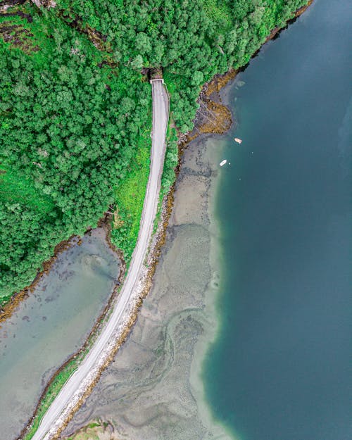 High Angle Shot of Green Trees and Road