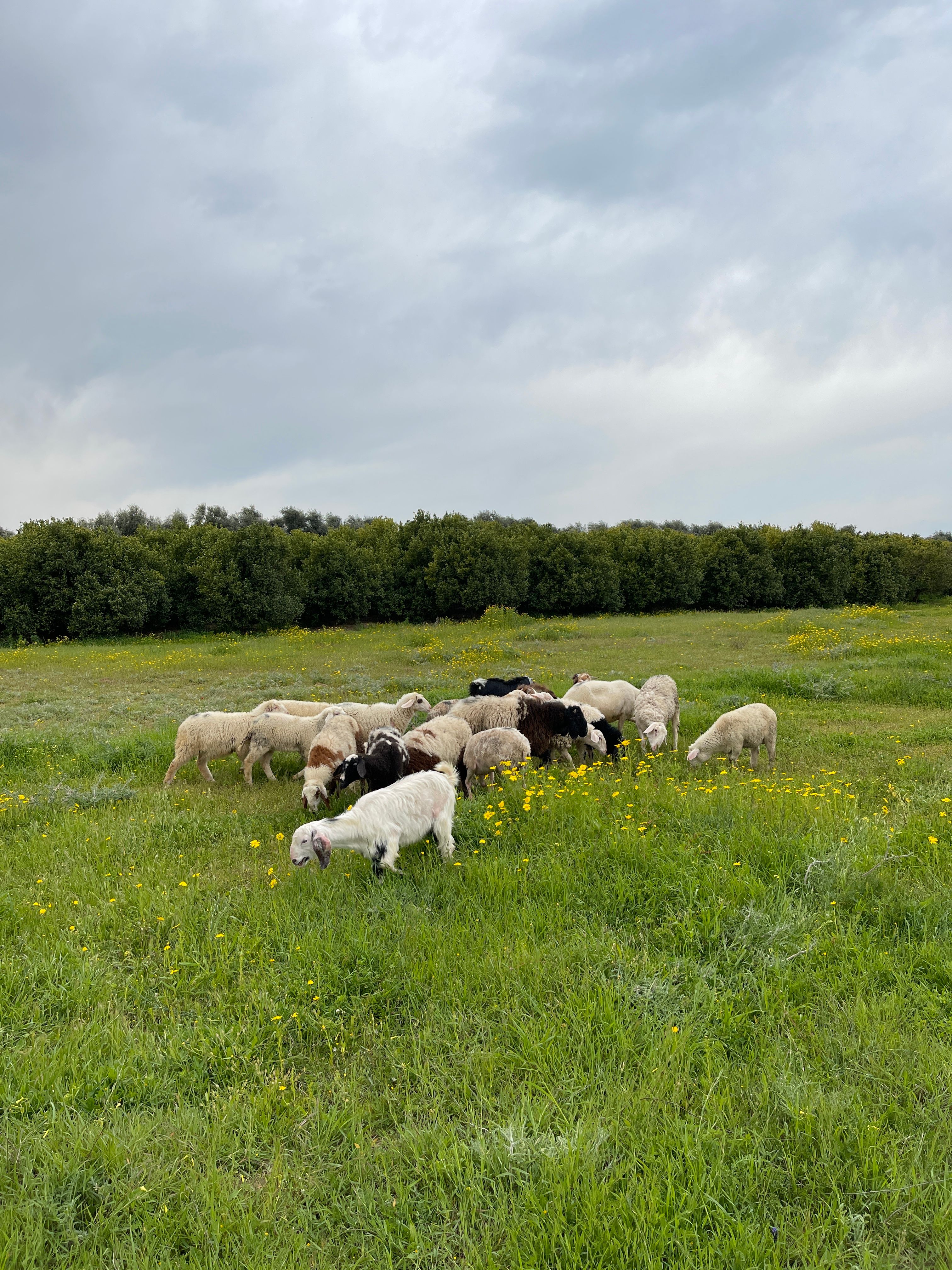 Flock of Sheep Grazing in Lush Green Field · Free Stock Photo