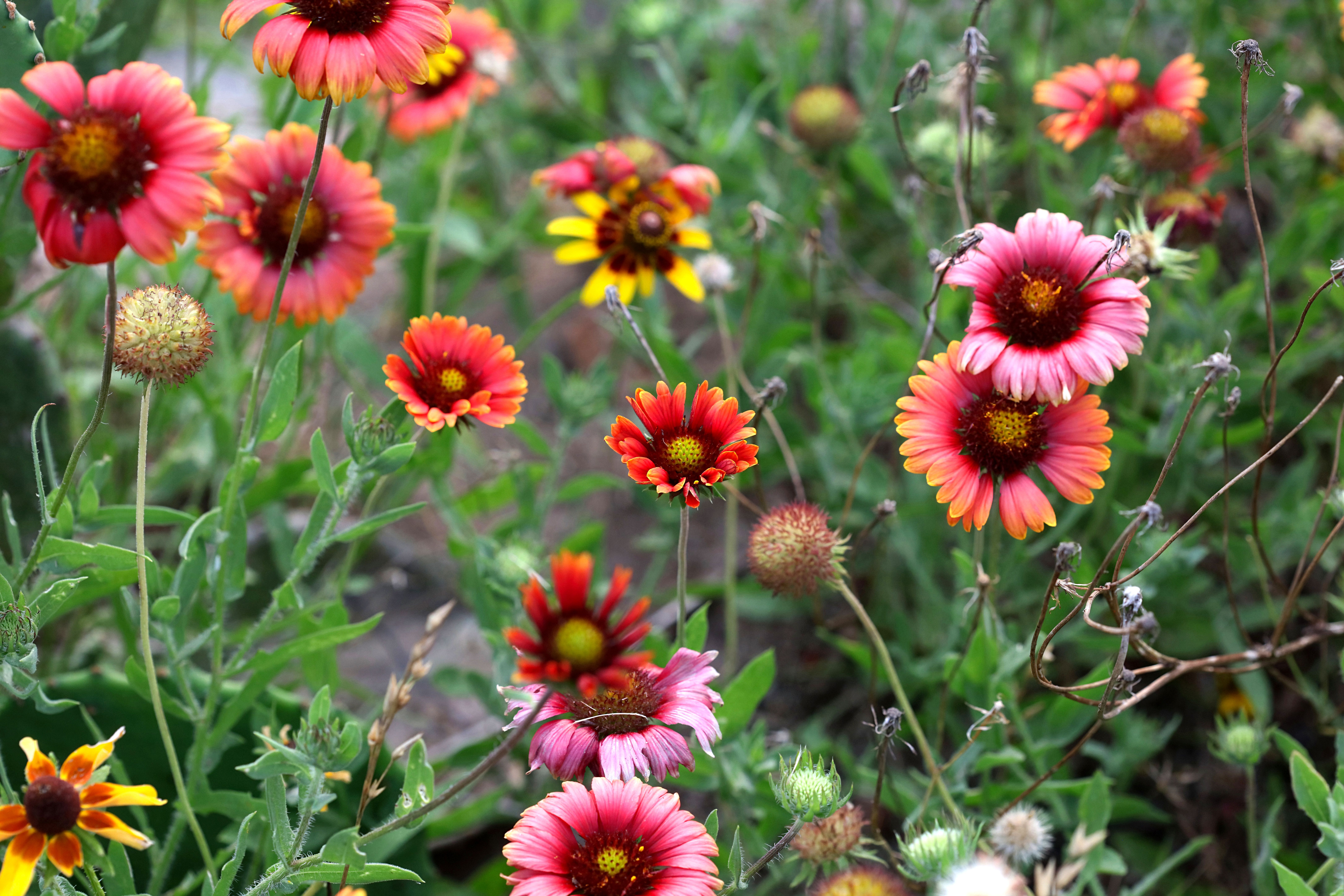Blanket Flower