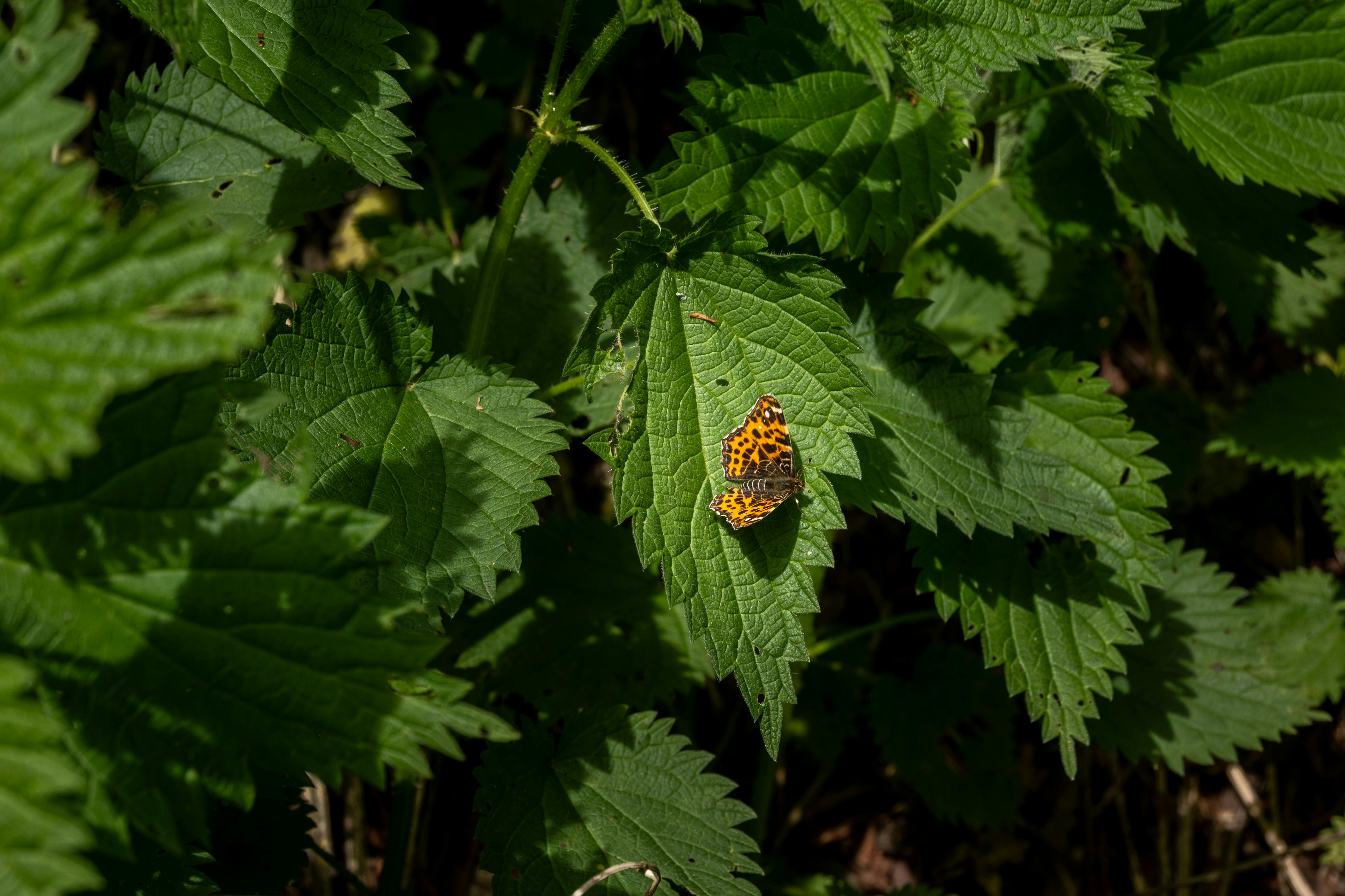 Vibrant orange butterfly resting on lush green nettle leaves in Garešnica, Croatia forest.