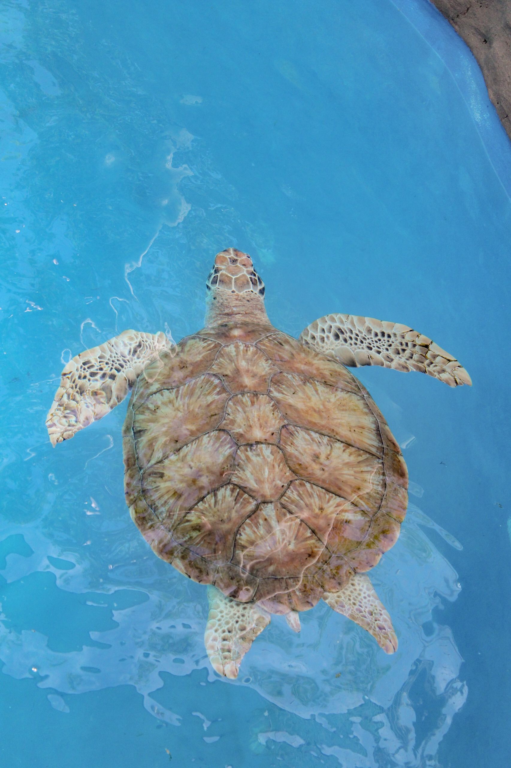 Sea Turtle Swimming in Clear Blue Water · Free Stock Photo