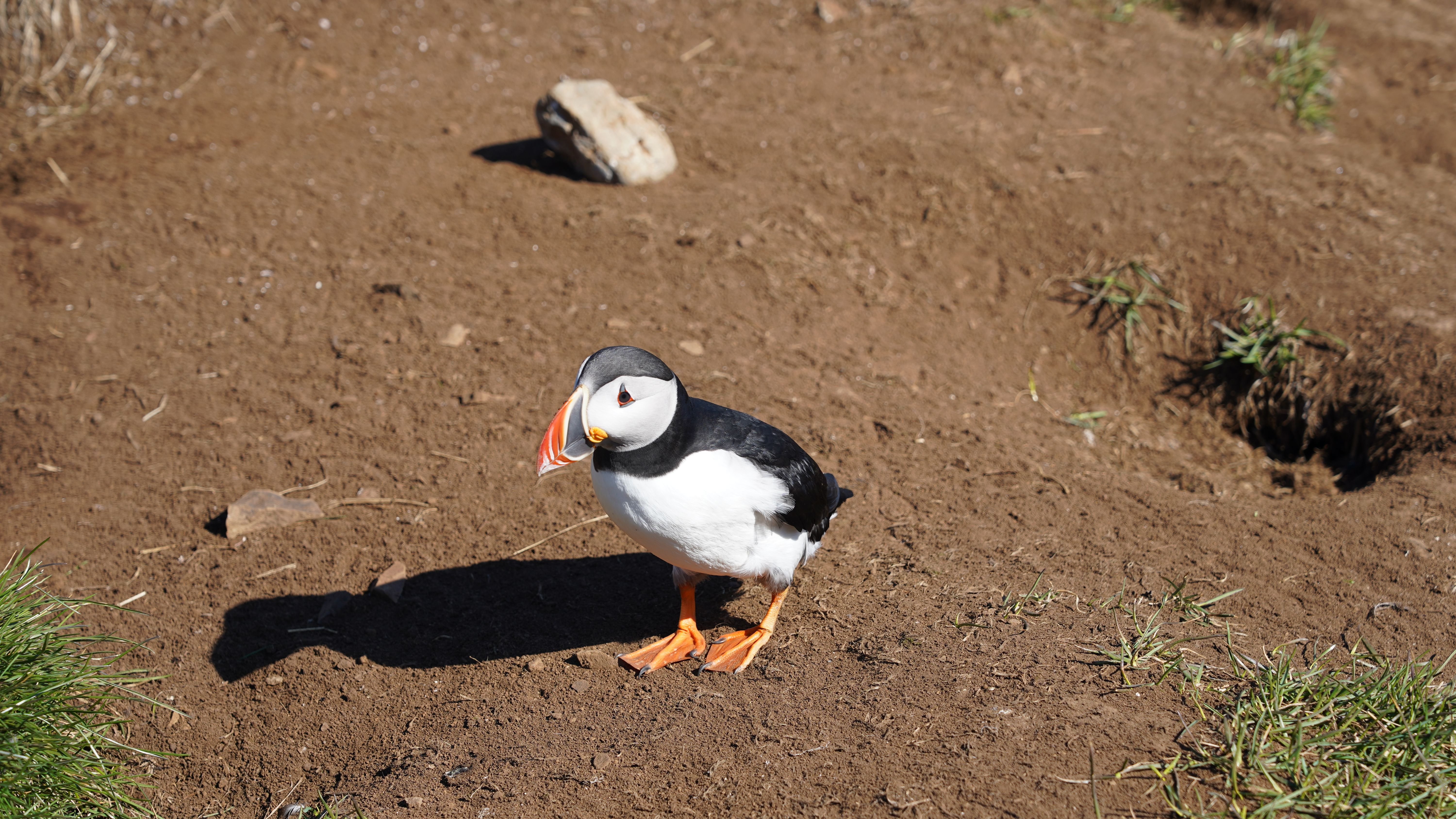 Fotomural Un frailecillo atlántico vibrante parado en un terreno rocoso en Islandia, mostrando un plumaje vivo.