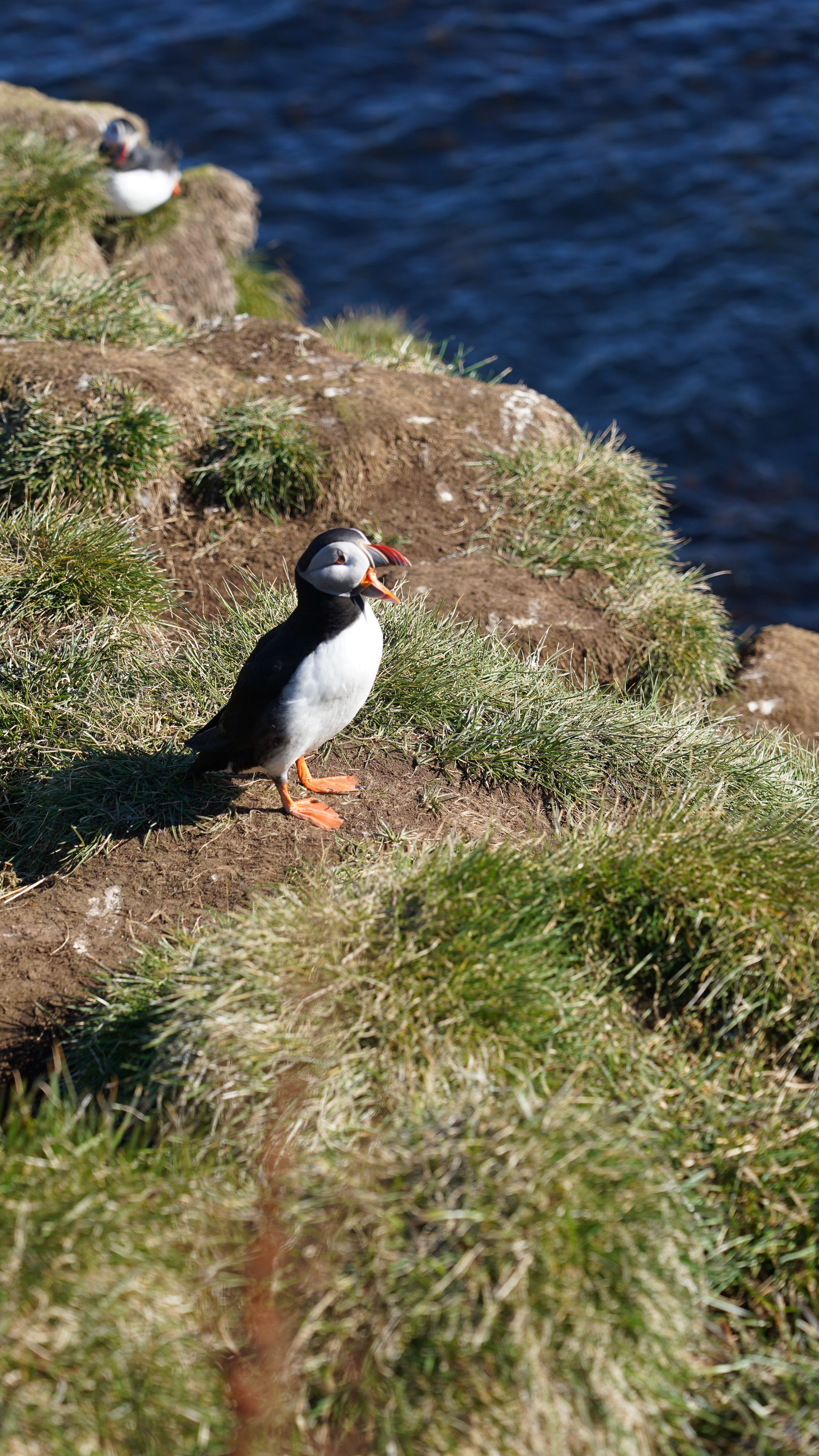Fotomural Frailecillo atlántico posado en un acantilado cubierto de hierba en Islandia con el océano de fondo.